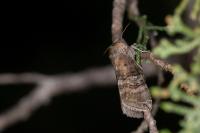 Tethea ocularis