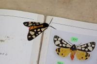 Arctia villica