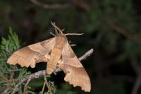 Marumba quercus