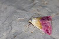 Eublemma purpurina