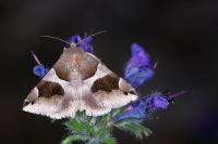 Dysgonia algira