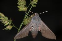 Hyles vespertilio