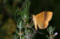 Camptogramma bilineata