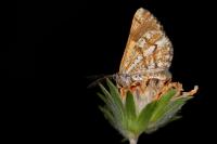 Bupalus piniaria