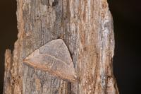 Eublemma polygramma