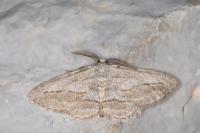 Afriberina tenietaria