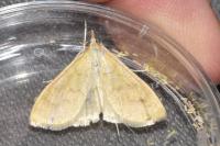 Paratalanta hyalinalis