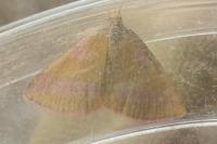 Lythria cruentaria
