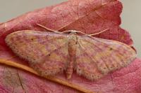Idaea rhodogrammaria