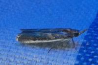 Etiella zinckenella