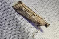 Pempelia genistella