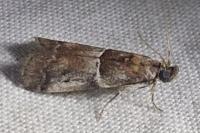 Alophia combustella