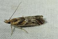 Ancylosis cinnamomella
