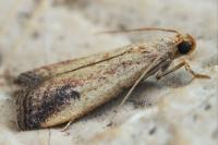 Metallostichodes nigrocyanella