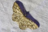 Idaea moniliata
