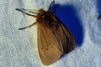 Phragmatobia fuliginosa