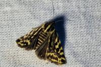 Emmelia trabealis