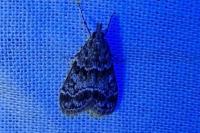 Eudonia mercurella