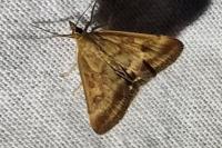 Pyrausta despicata
