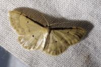 Idaea politaria