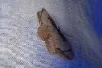 Idaea ostrinaria