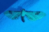 Eupithecia centaureata