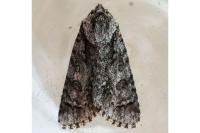 Acronicta rumicis