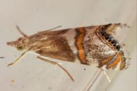 Euchromius anapiellus