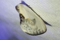 Cilix
