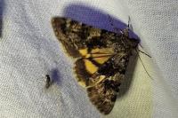 Catocala nymphagoga