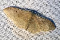 Idaea degeneraria