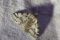 Eumannia oranaria