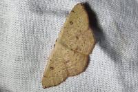 Cyclophora puppillaria