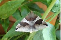 Dysgonia algira