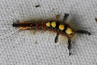 Orgyia antiqua