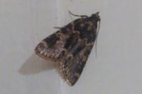 Aglossa caprealis
