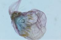 Ephestia woodiella