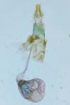 Ephestia woodiella