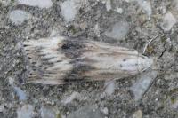 Aphomia sociella