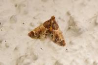 Pyralis farinalis