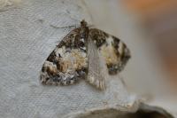 Dysstroma truncata
