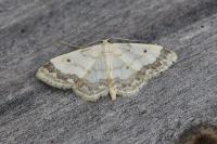 Idaea biselata