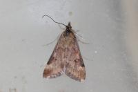 Pyrausta despicata