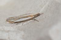 Crambus pascuella