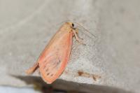 Miltochrista miniata