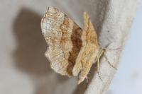Cepphis advenaria