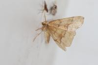 Cepphis advenaria
