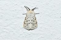 Spilosoma lubricipeda