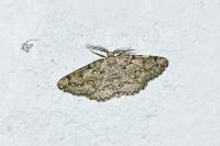 Cleorodes lichenaria