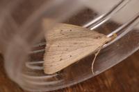 Macrochilo cribrumalis